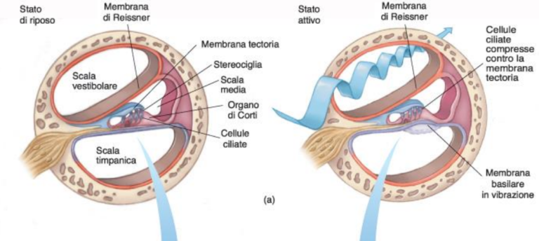 Accenni di fisiologia dell'udito inerenti l'orecchio interno - Andrea